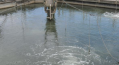 Gravelines: menace de fermeture de la ferme aquacole Aquanord