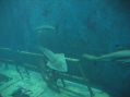 L’aquarium d’Amnéville, en difficulté, placé en redressement judiciaire