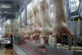 Les abattoirs Gad, 1.700 salariés, vont demander un redressement judiciaire